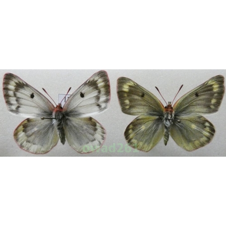 Colias phicomone (Esper, 1780) pair Austria17